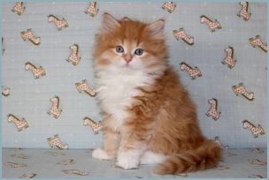 Male Siberian Kitten from Deedlebug Siberians